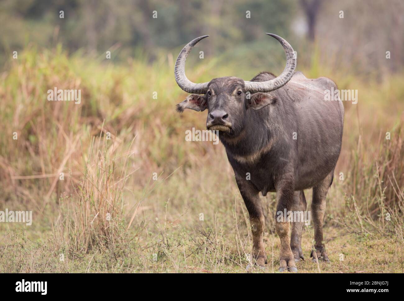 Asiatic wild buffalo  (Bubalus arnee) portrait of female. Kaziranga National Park, India. Stock Photo