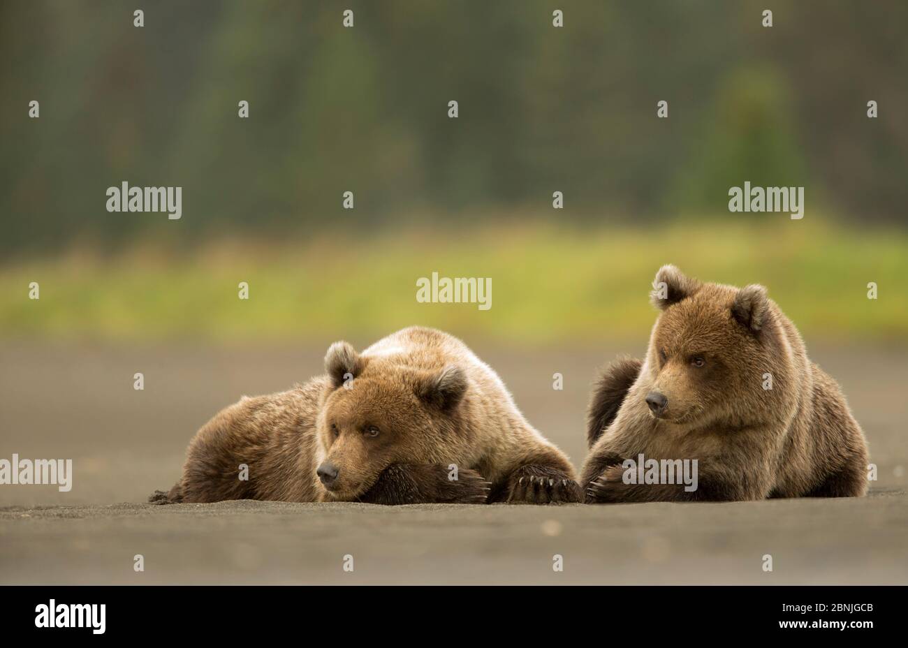 Coastal brown bear cubs Ursus - Coastal Brown Bear Cubs Ursus Arctos Resting Lake Clarke National Park Alaska September 2BNJGCB 