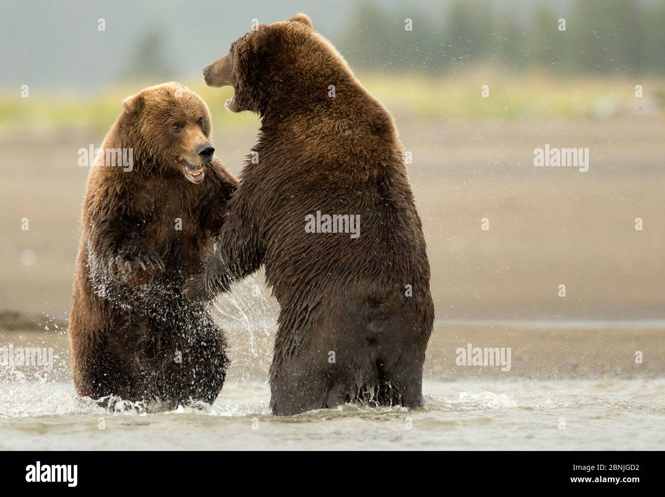 Coastal brown bears Ursus arctos - Coastal Brown Bears Ursus Arctos Fighting Lake Clarke National Park Alaska September 2BNJGD2 