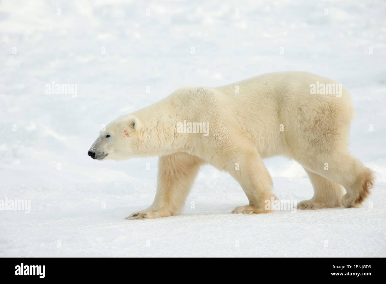 Polar bear (Ursus maritimus) in snow, Churchill, Manitoba, Canada, November. Stock Photo