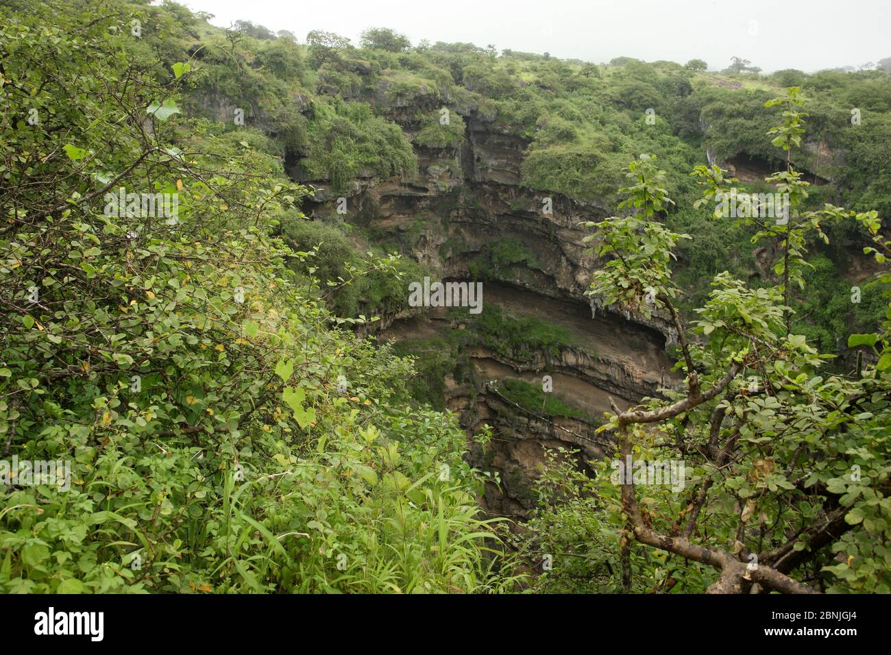 Tawi Atayr, sink hole covered in vegetation towards the end of the monsoon, a popular tourist site, Oman, August Stock Photo