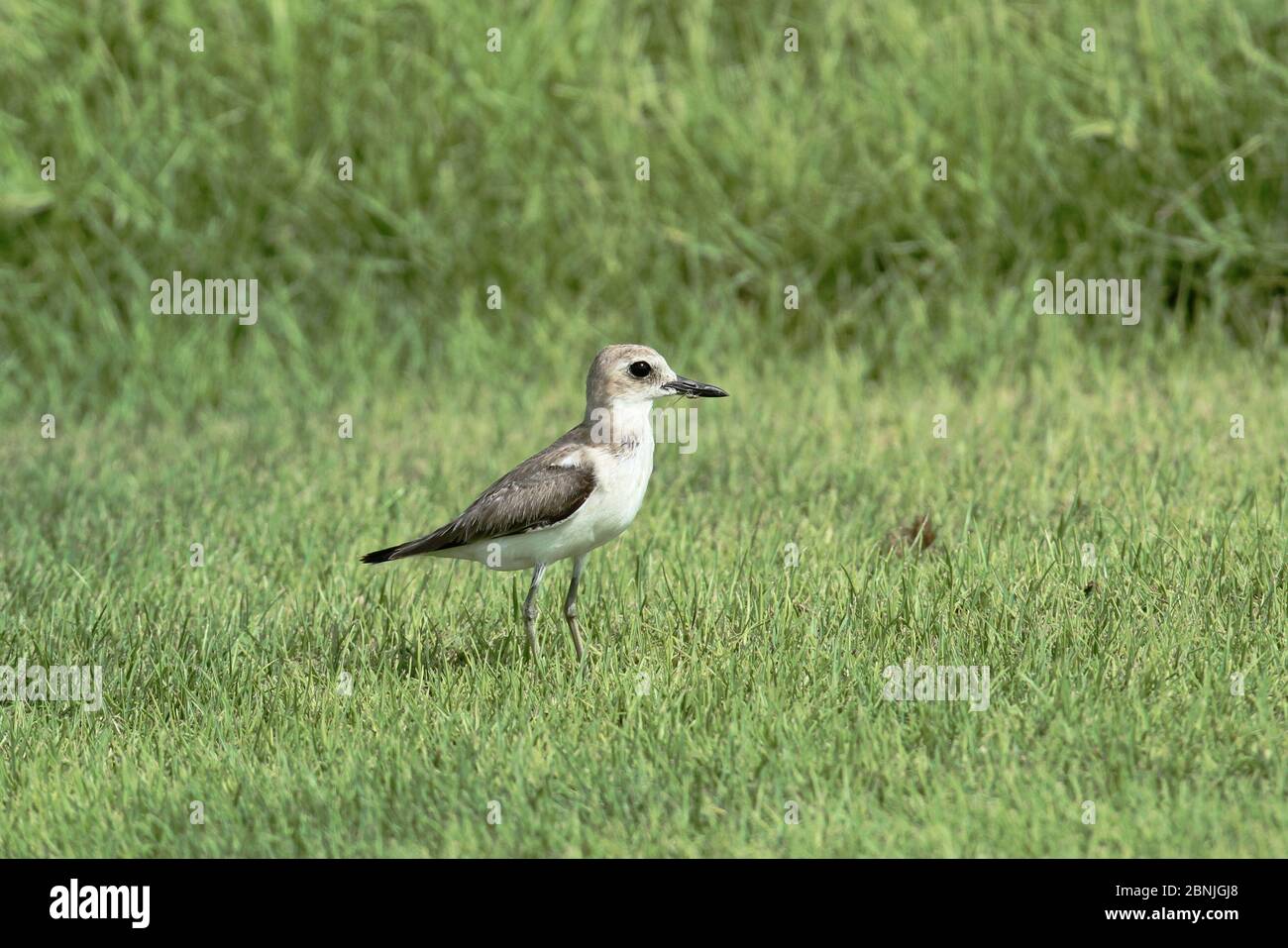 Greater sand plover (Charadrius leschenaultii) on grass, Oman, August Stock Photo