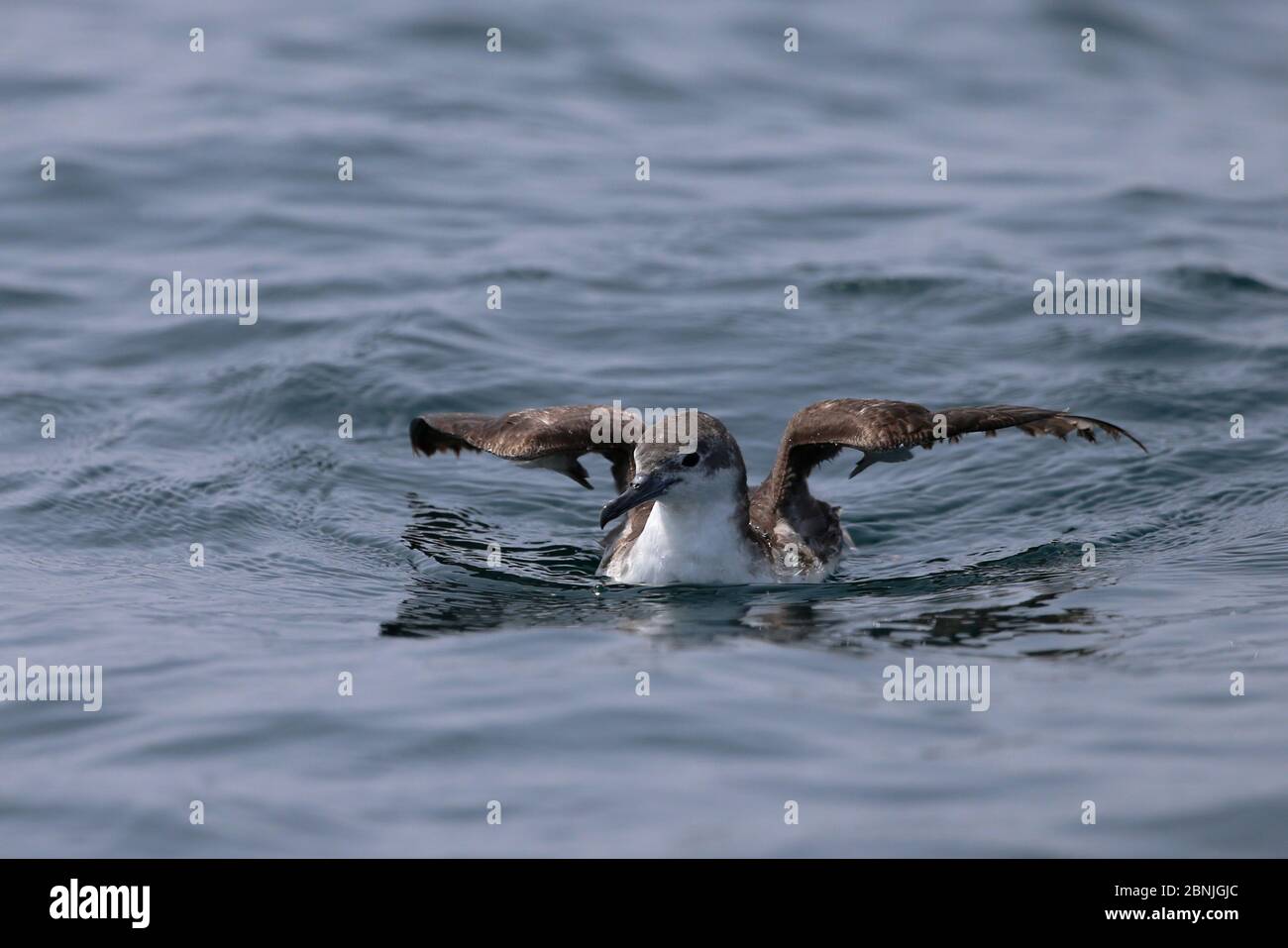 Persian shearwater (Puffinus persicus) sitting on the sea, Oman, September Stock Photo