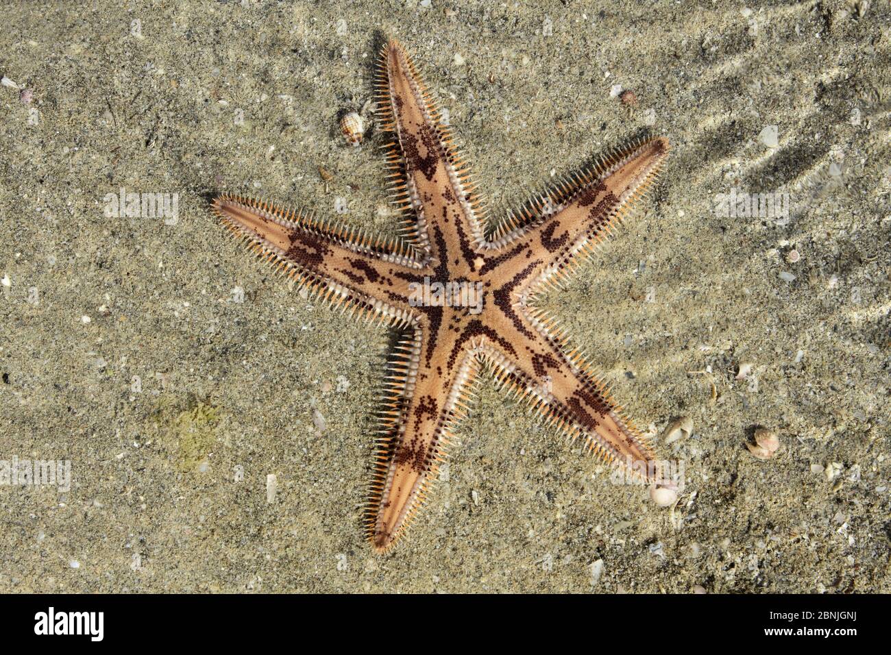 Comb sea star (Astropecten polyacanthus) in shallow water, Oman, August Stock Photo