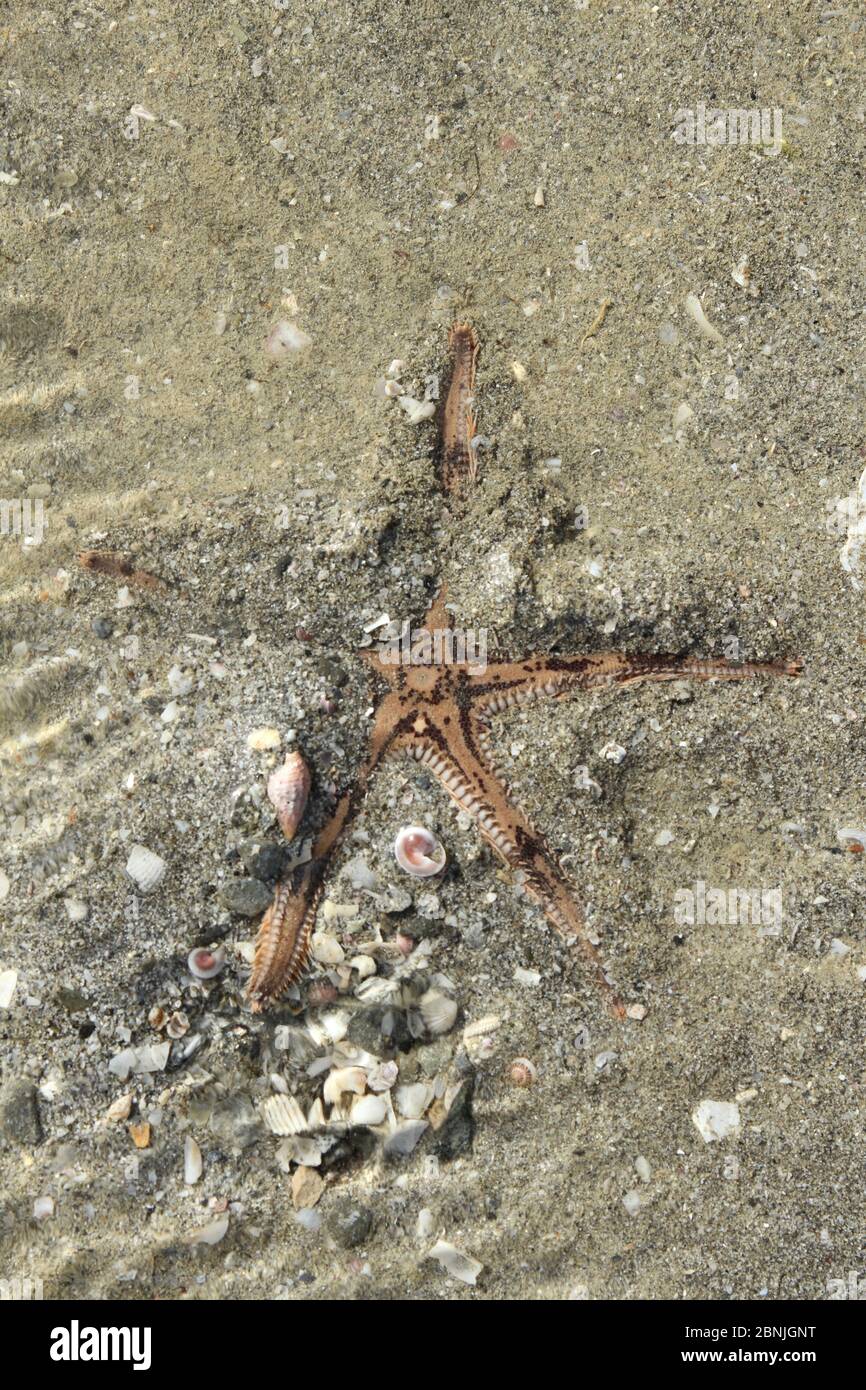 Comb sea star (Astropecten polyacanthus) digging itself into the sand, Oman, August Stock Photo