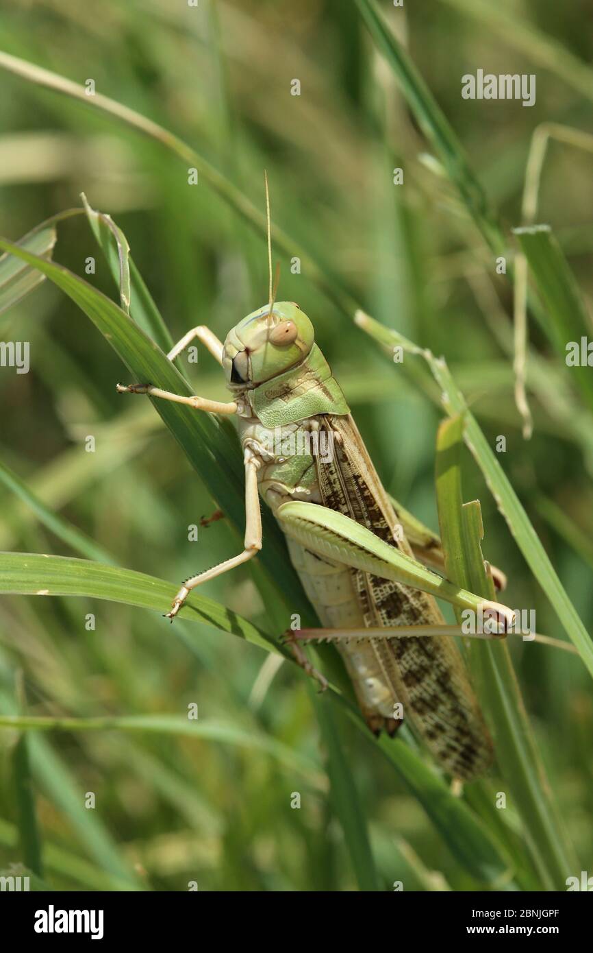 Desert locust (Schistocerca gregaria) on blade of grass, August, Oman Stock Photo