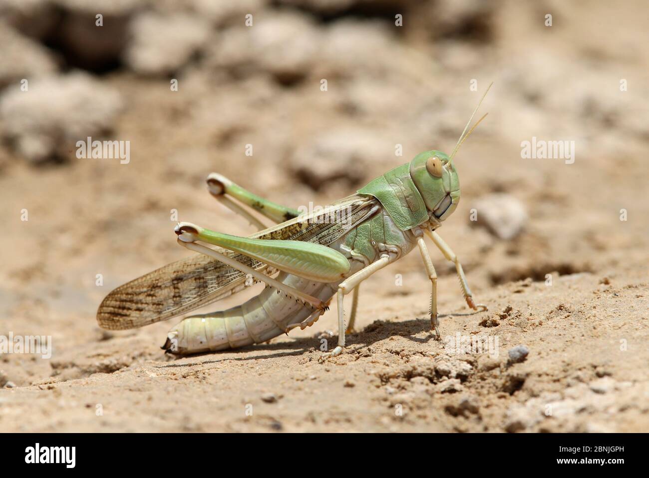 Desert locust (Schistocerca gregaria) August, Oman Stock Photo
