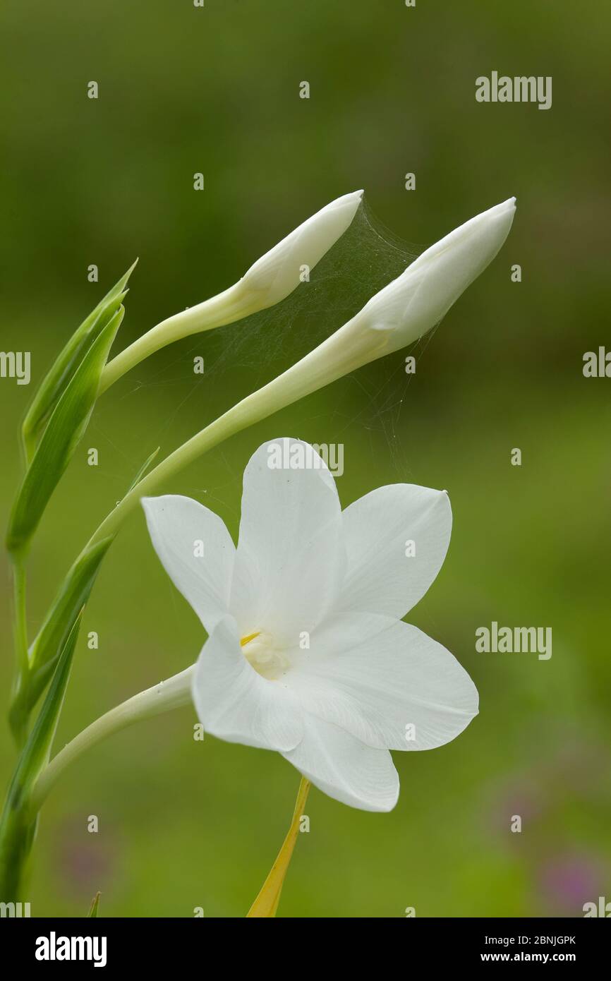 Gladiolus, Iridaceae (Gladiolus candidus) in bloom, Helicon Focus, Oman, August Stock Photo