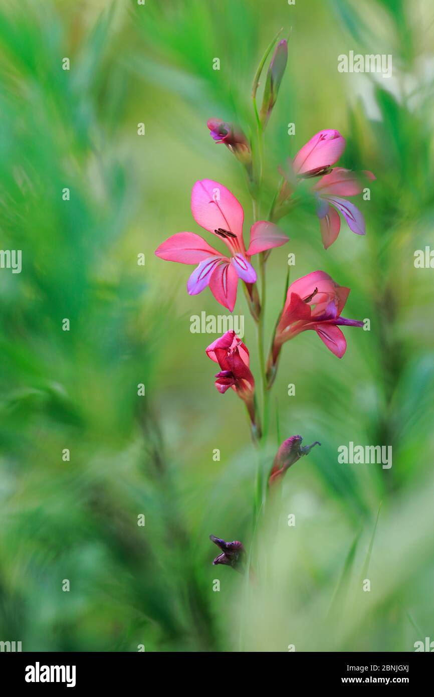 Field gladiolus (Gladiolus italicus) flower, Sierra de Grazalema Natural Park, southern Spain, May. Stock Photo