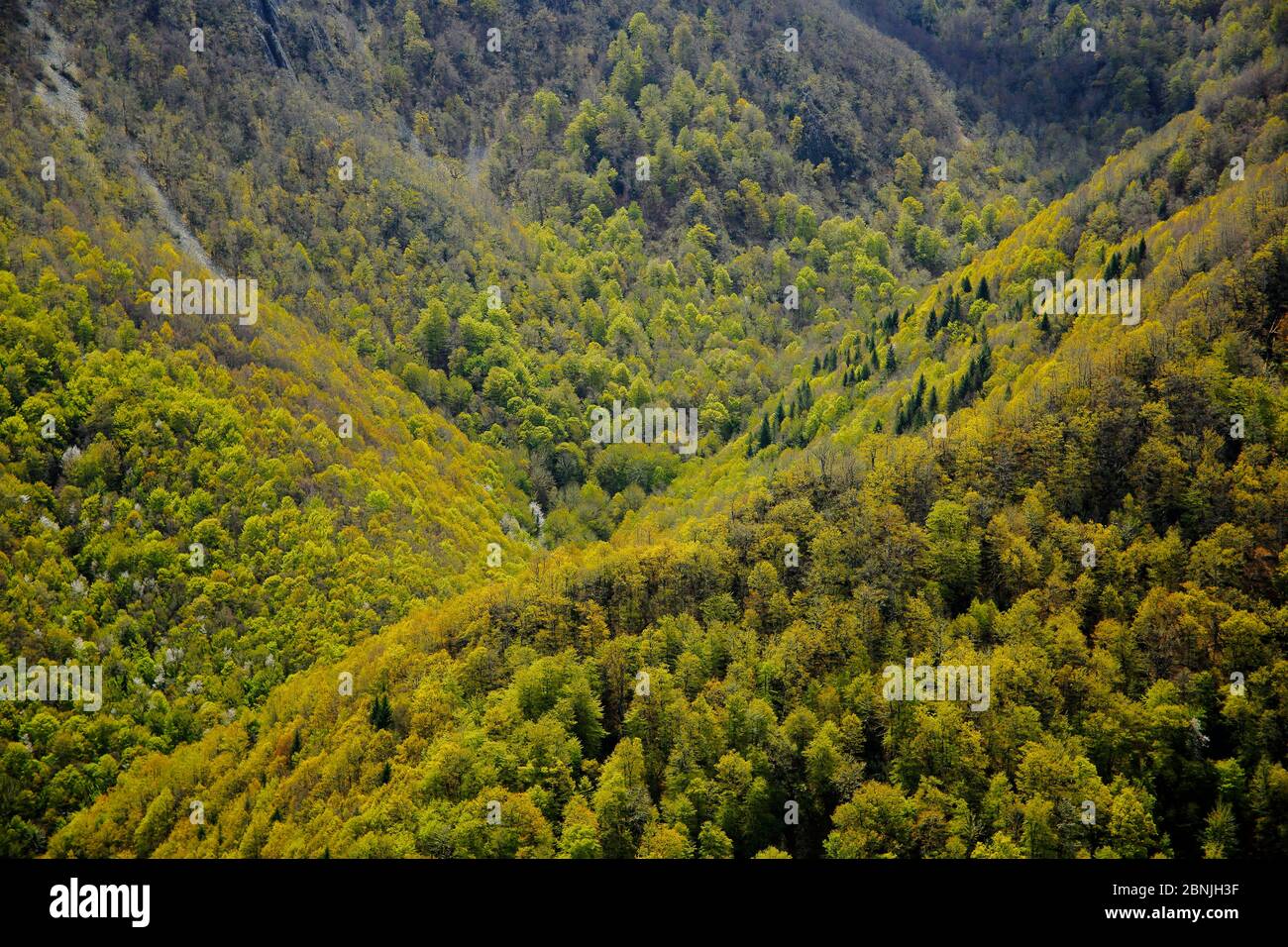 Beech woodland (Fagus sylvatica) Muniellos National Park, Asturias, Spain. April 2016. Stock Photo