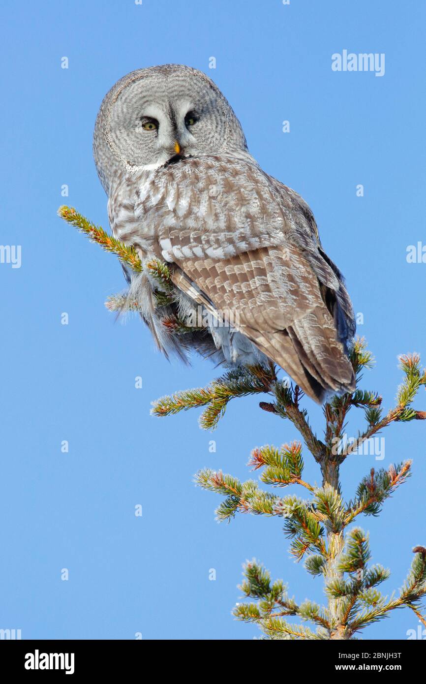 Great grey owl (Strix nebulosa) perched on a tree (Picea abies), Finland, March. Stock Photo