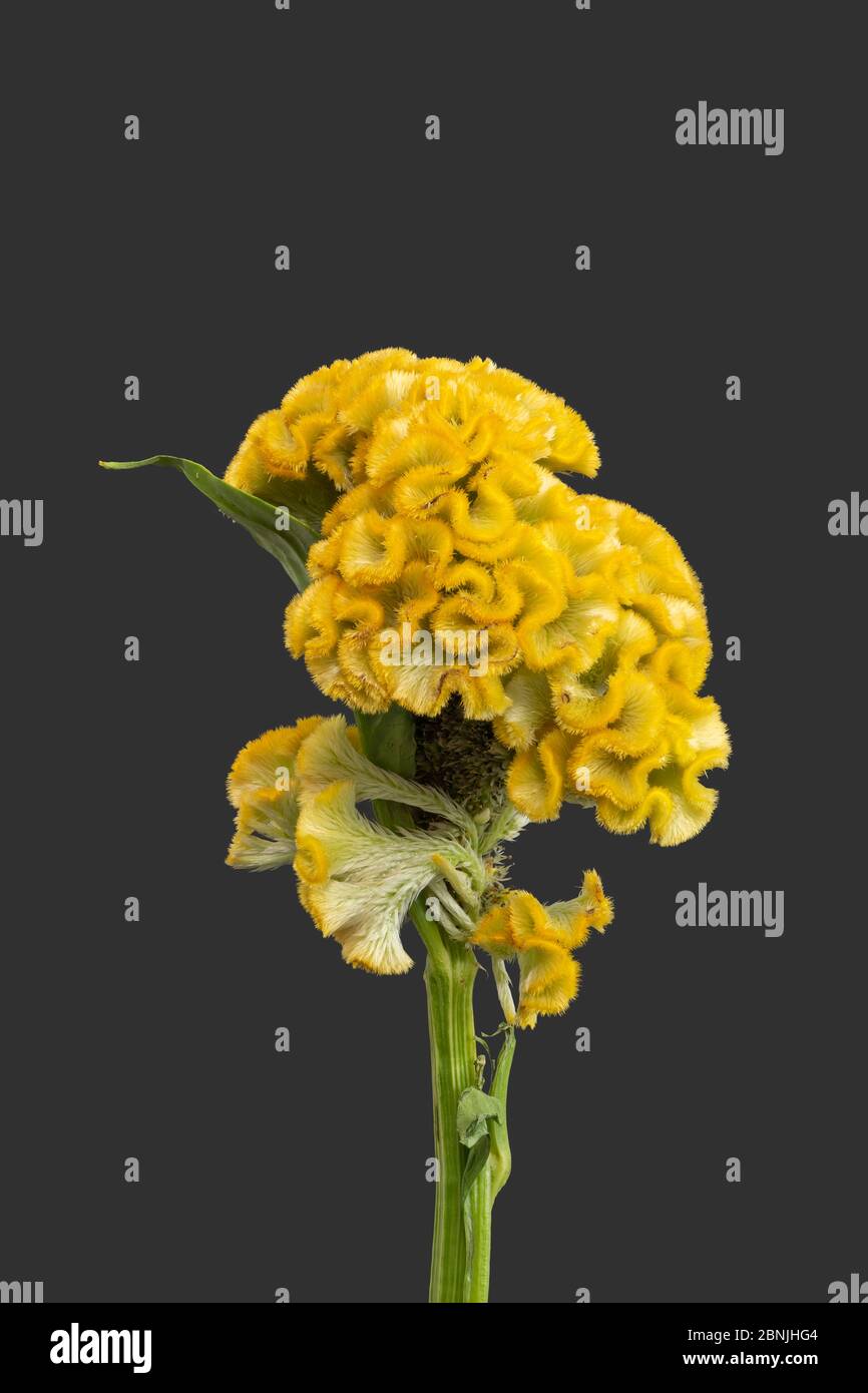 Single bright yellow celosia blossom,leaf,stem, macro on gray background Stock Photo