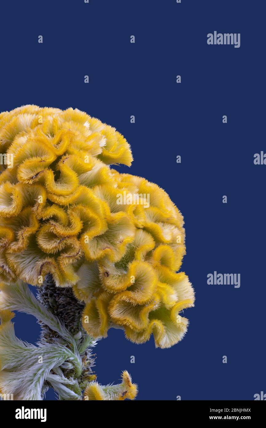 Yellow celosia blossom flowerscape macro on bright blue background Stock Photo