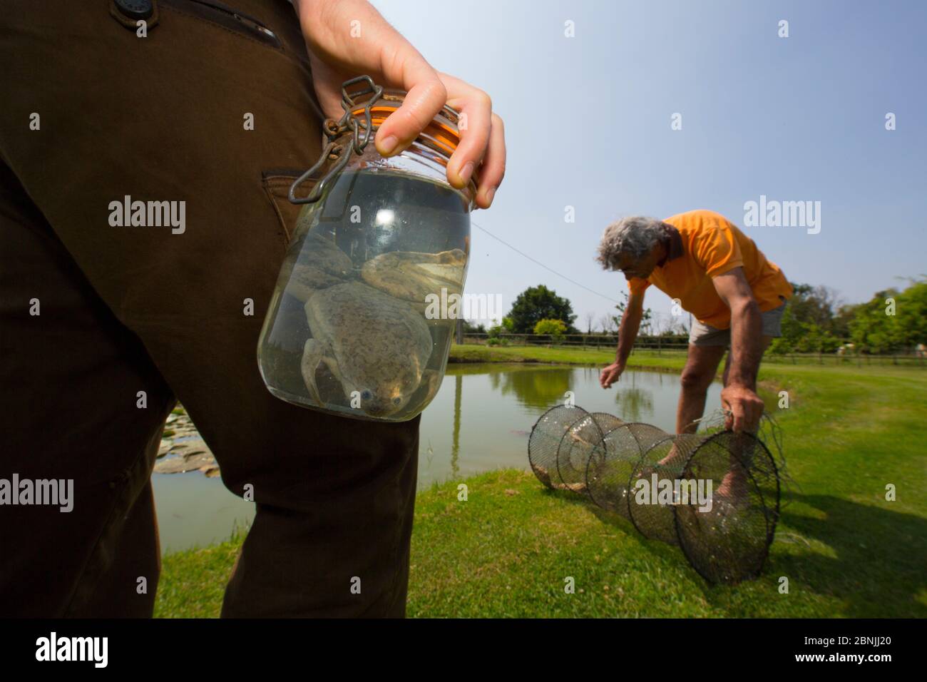 African clawed frog (Xenopus laevis) introduced accidentally in France; man holding specimen of caught frog whilst other searches for more in net, par Stock Photo