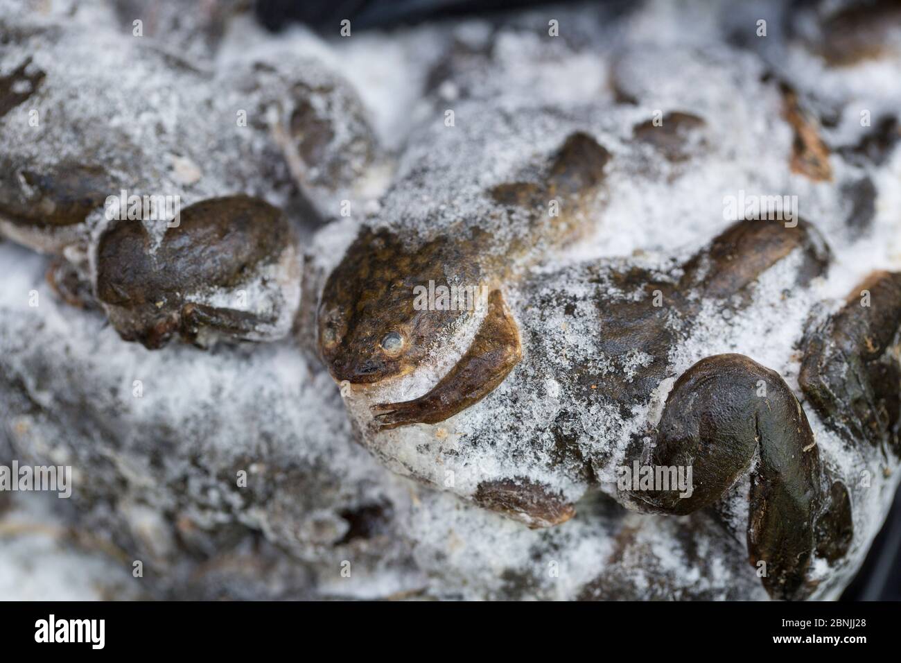 African clawed frog (Xenopus laevis) introduced accidentally in France; captured adults are killed by freezing, part of action plan to fight this alie Stock Photo