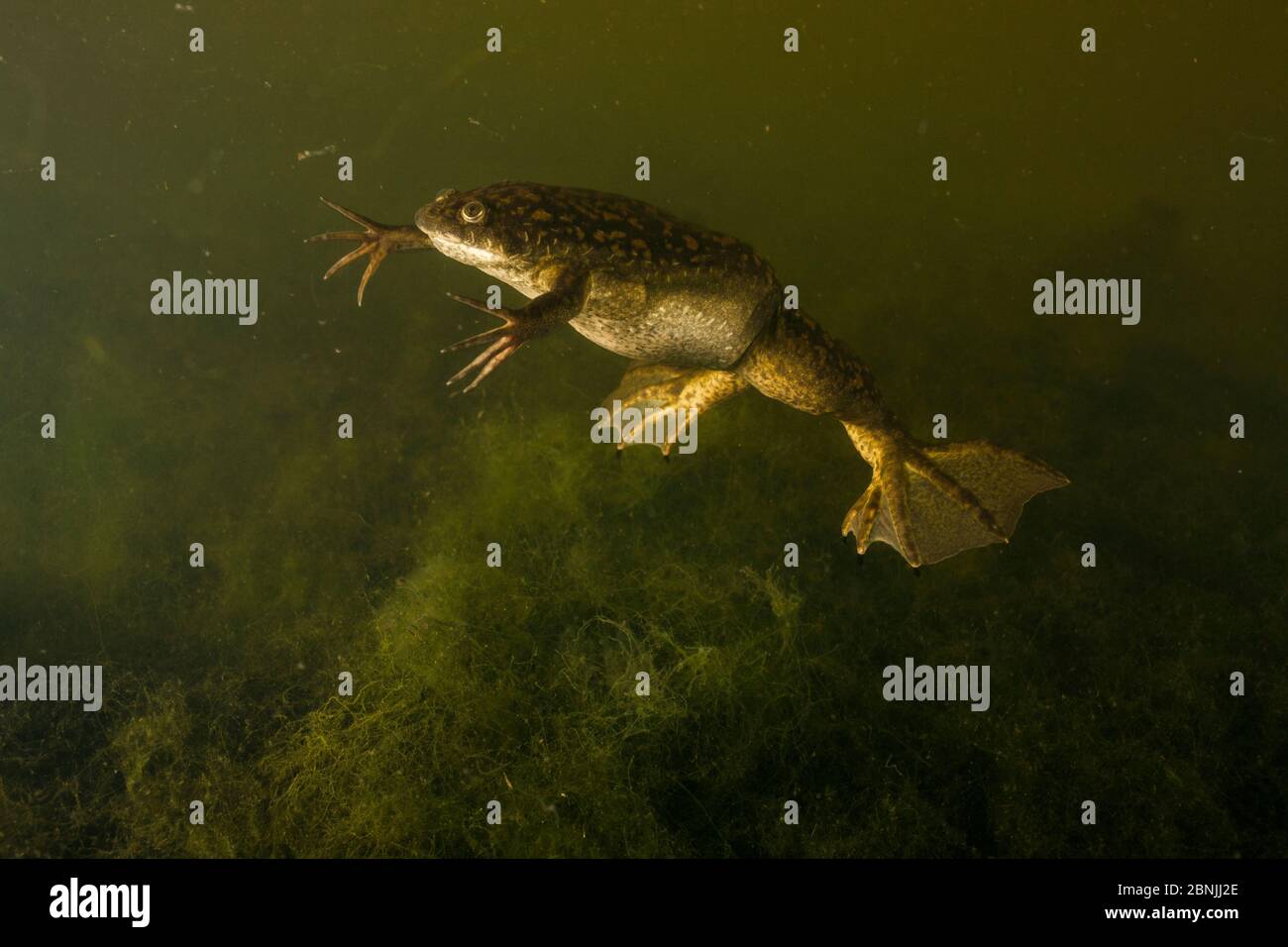 African clawed frog (Xenopus laevis) introduced accidentally in France; there is an action plan to fight this alien species Stock Photo