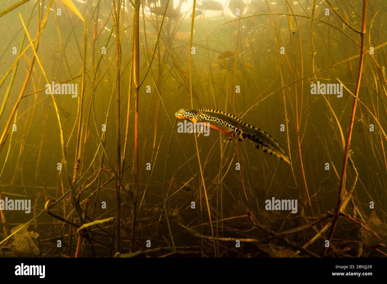 Alpine newt (Ichthyosaura alpestris) underwater view of male in breeding colours, Yonne, France Stock Photo