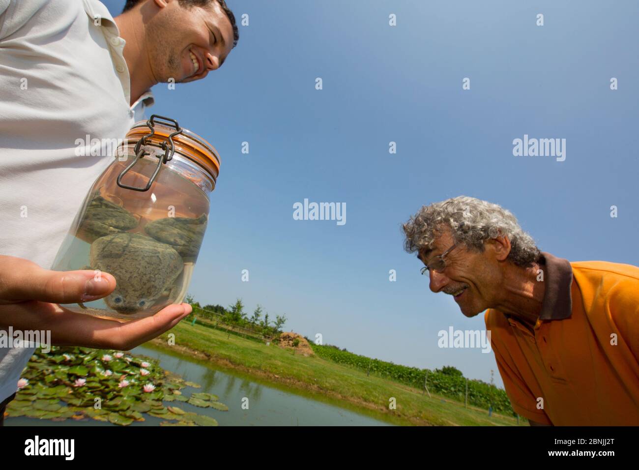 African clawed frog (Xenopus laevis) introduced accidentally in France; men looking at specimen of caught frog, part of action plan to fight this alie Stock Photo