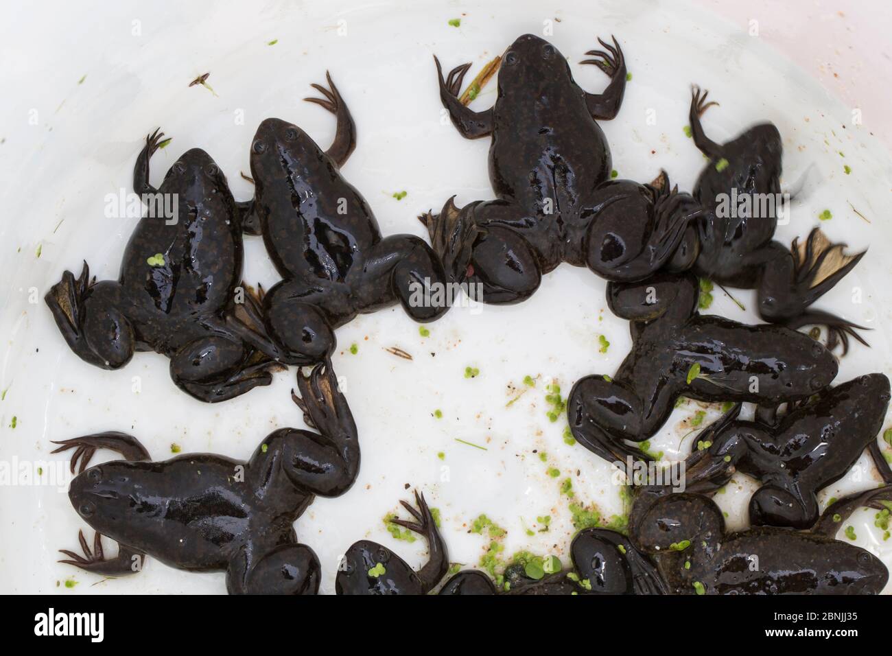 African clawed frog (Xenopus laevis) introduced accidentally in France, captured frogs part of  action plan to fight this alien species Stock Photo