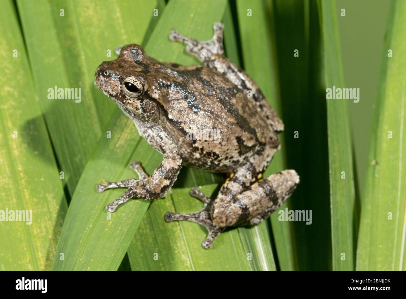 Hybrid frog - Bird voiced treefrog x Cope's Gray Treefrog (Hyla avivocax x Hyla chrysoscelis)  West Florida,USA Stock Photo