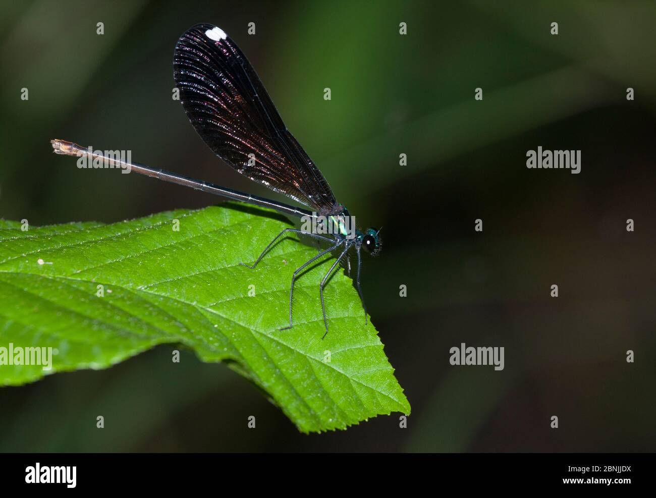 Ebony jewelwing damselfly (Calopteryx maculata) femaleNorth Florida, USA, May. Stock Photo