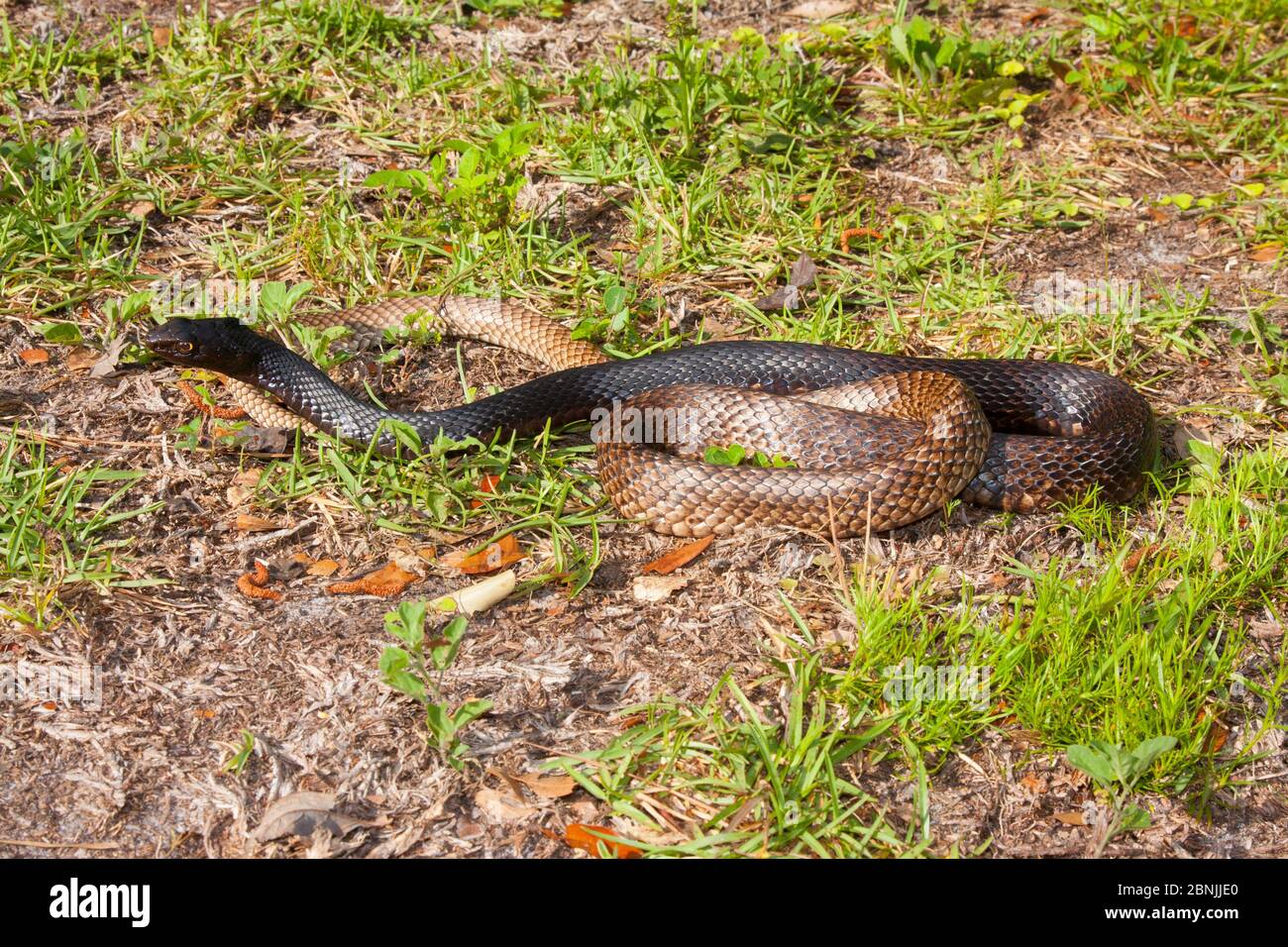 Eastern coachwhip snake (Masticophis flagellum flagellum) North Florida, USA, April. Stock Photo