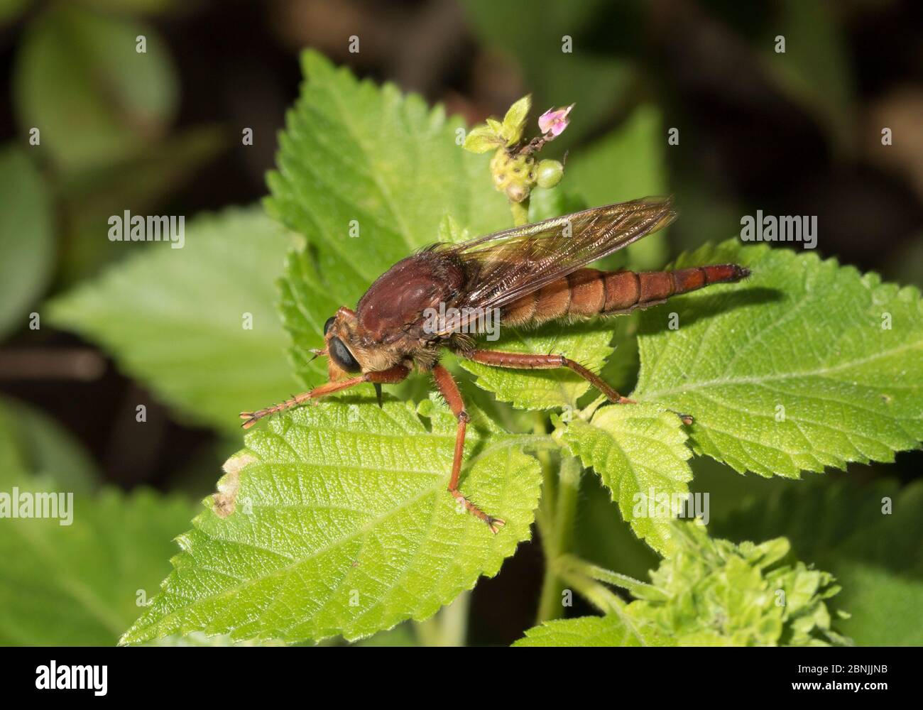 Robber fly (Dysmochus trigonus) on leaf, North Florida, USA, September. Stock Photo