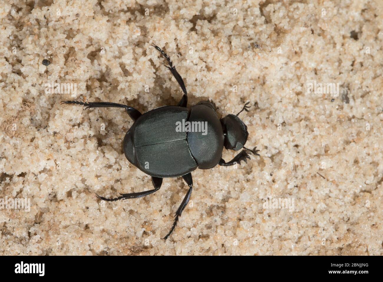 Scarab beetle (Canthon vigilans) North Florida, USA, October. Stock Photo