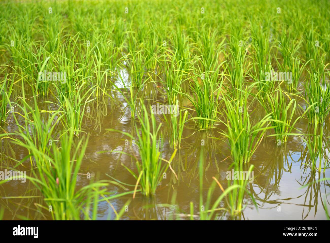 Malaysia,Malaisie,île,Insel,island,Langkawi,Malacca,production de riz,Reisproduktion,rice production Stock Photo