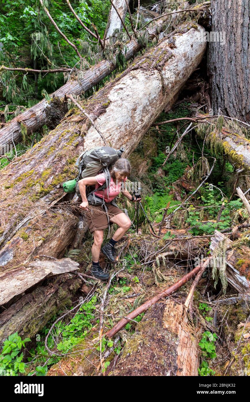 Woman hiking through fallen trees on Quinault River Trail, Olympic National Park, Washington, USA. May 2016. Model released. Stock Photo