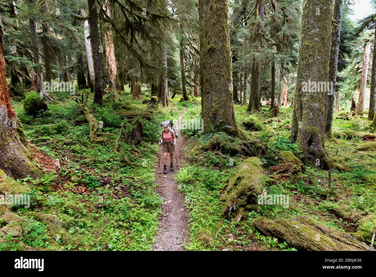 Hiker on Quinault River Trail, Olympic National Park, Washington, USA. May 2016. Model released. Stock Photo