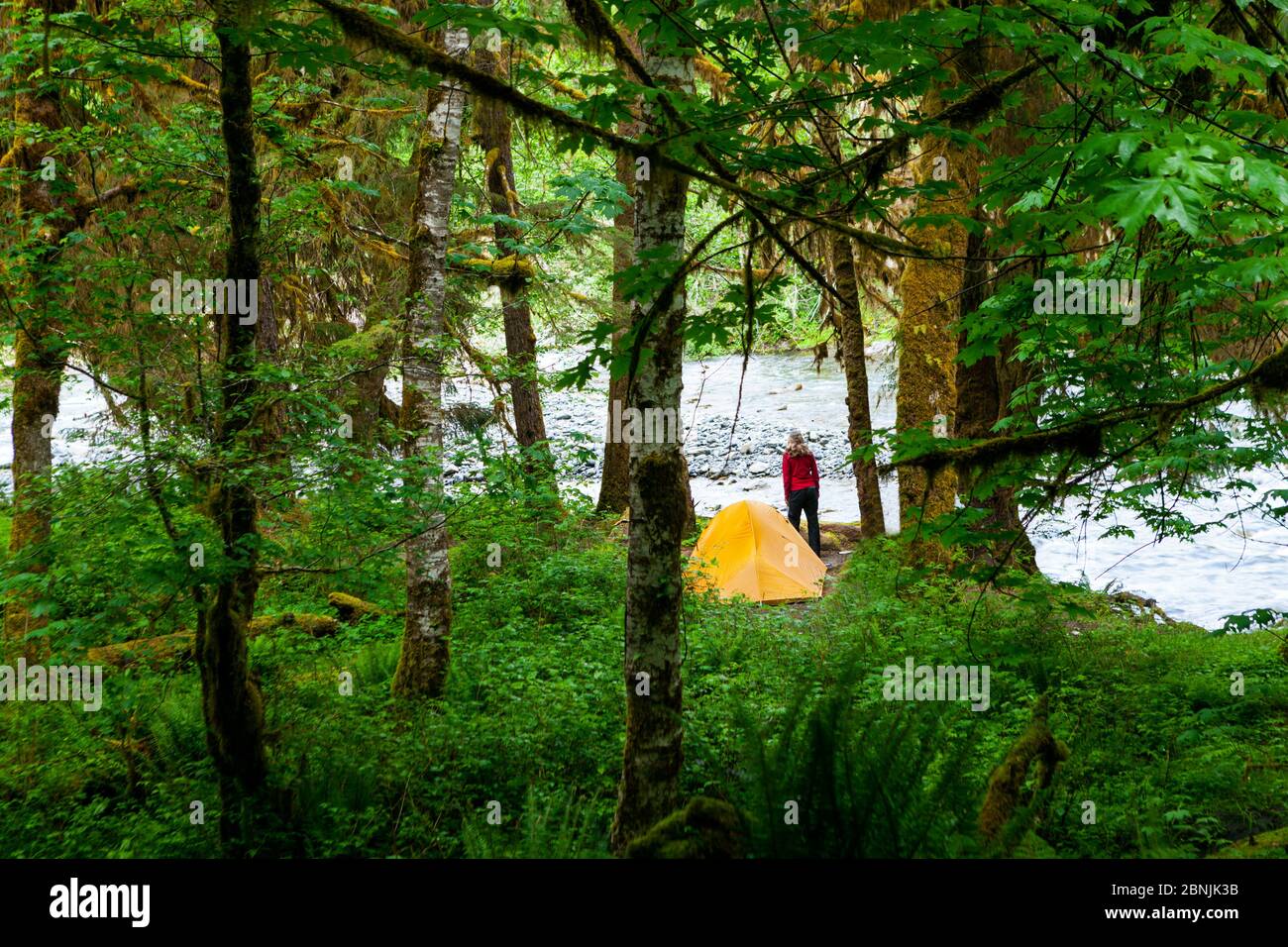 Woman camping on Enchanted Valley trail on Quinault River, Washington, USA. May 2016. Model released. Stock Photo