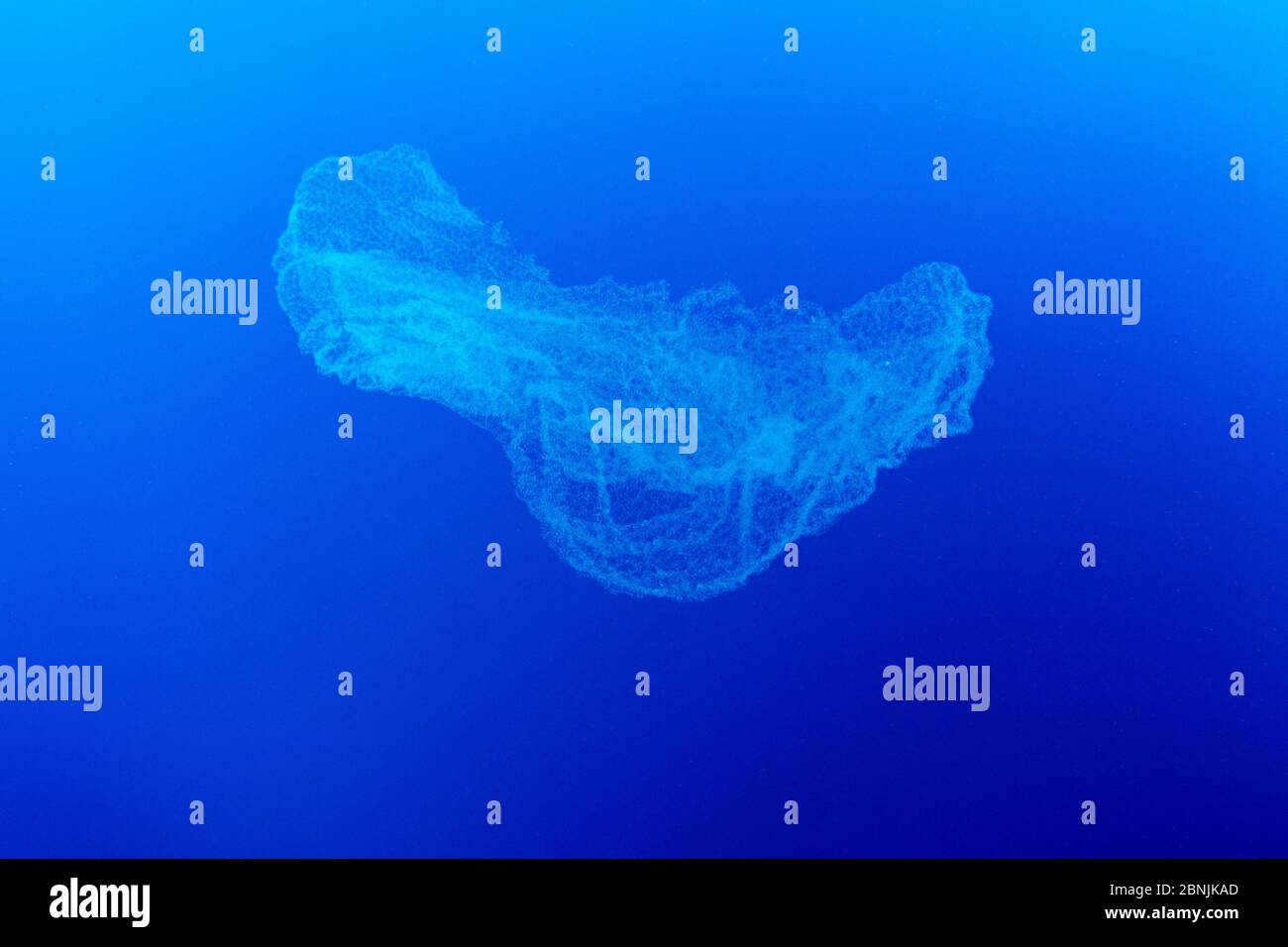 Sea gooseberry hires stock photography and images Alamy