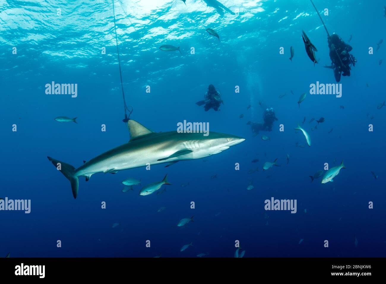 Silky shark (Carcharhinus falciformis) under the boat with divers doing ...