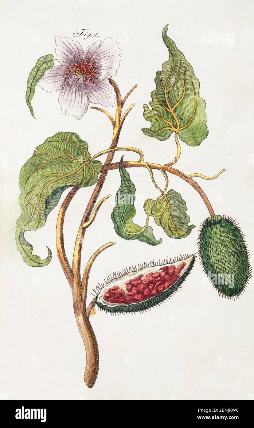 Illustration of Achiote (Bixa orellana) is a small tree originating from the tropical Americas. From Friedrich Johann Justin Bertuch's 'Bilderbuch Fur Stock Photo