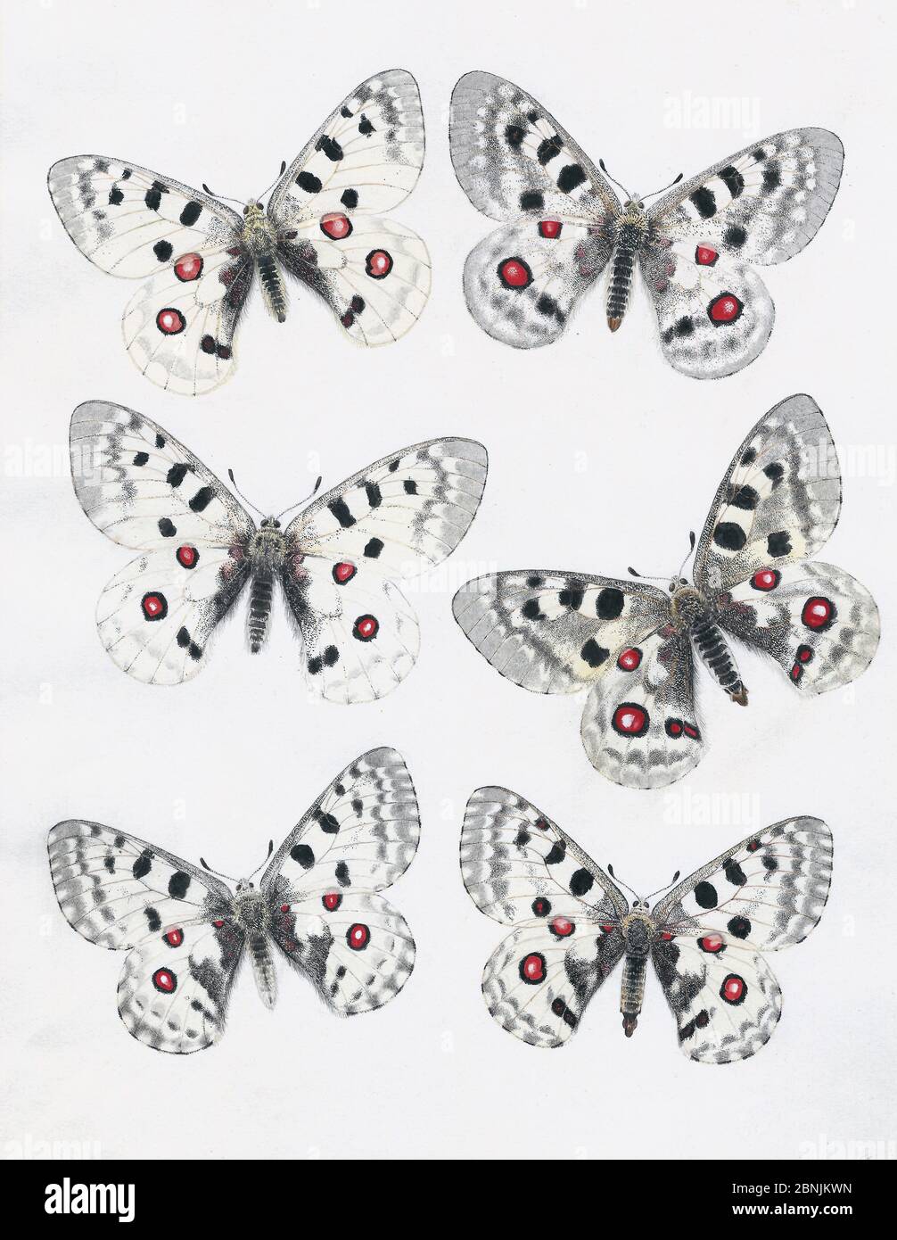 Series of paintings of Apollo butterflies (Parnassius apollo) showing variation between subspecies. By unknown European artist, from 1875. Stock Photo