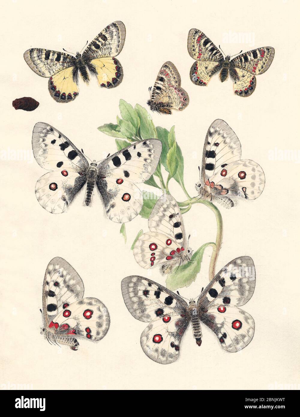 Illustration of Apollo butterflies (Parnassius apollo) and the False Apollo (Parnassius mnemosyne) as well as chrysalis and Sedum foodplant,  By unkno Stock Photo