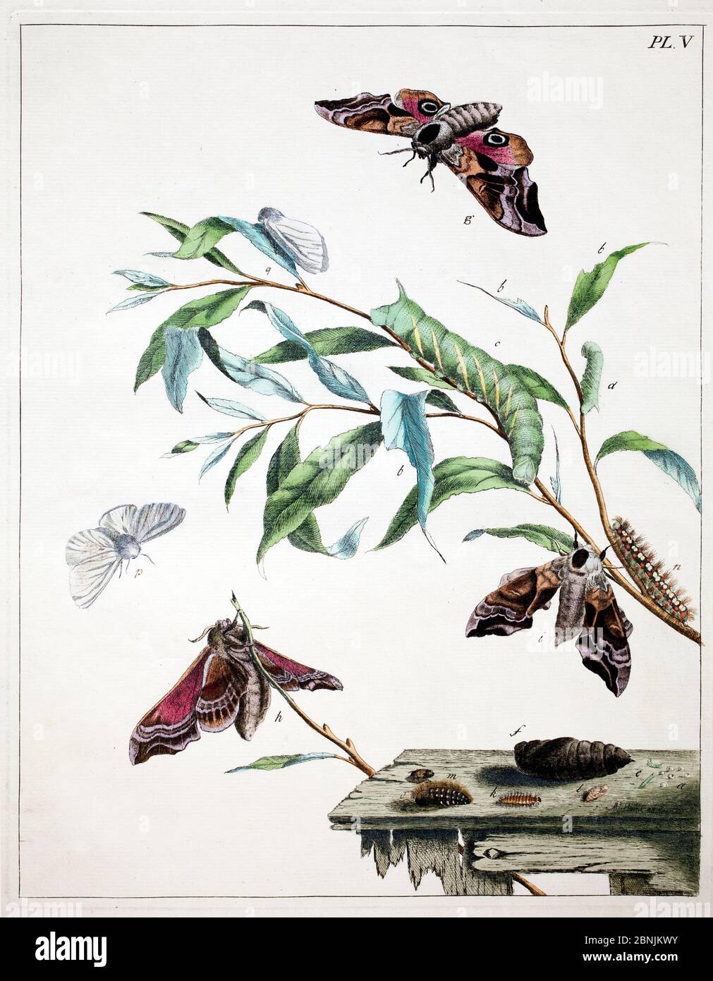 Illustration of Eyed hawk moth (Sphinx occelata) and White ermine moth (Spilosoma lubricipeda) and food plant, from the  Aurelian by Moses Harris, 177 Stock Photo