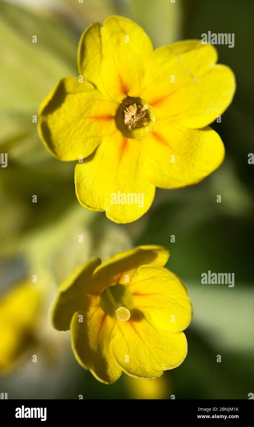 Portraits of Cowslip (Primula veris) flowers,  pin and thrum eyed,  showing heterostyly ie  stigma at different positions. This was noted by Darwin an Stock Photo