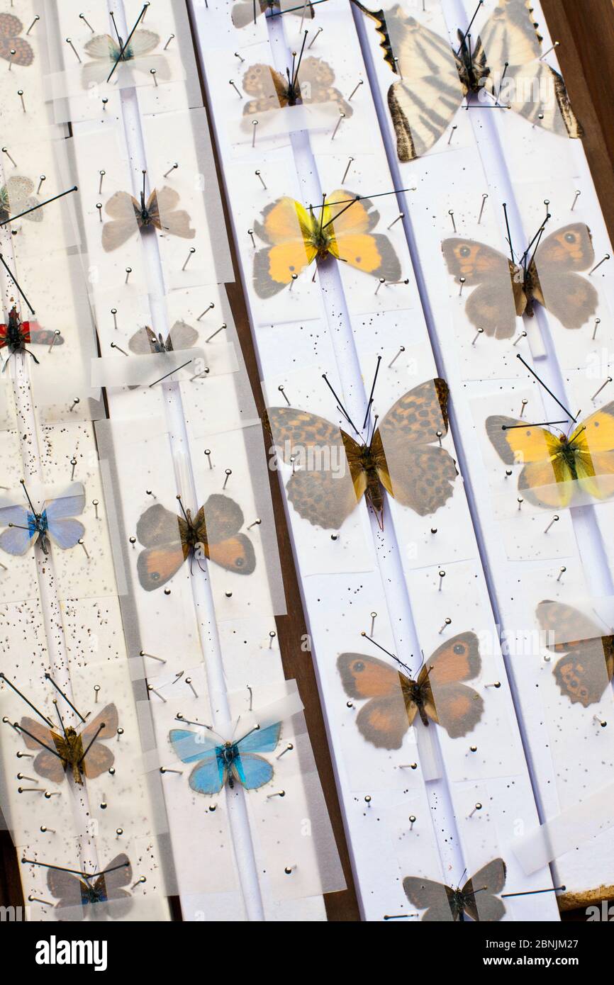 European butterflies on a collector's setting board. Collecting butterflies was a common hobby in Britain and Europe from the 18th to 20th century, as Stock Photo