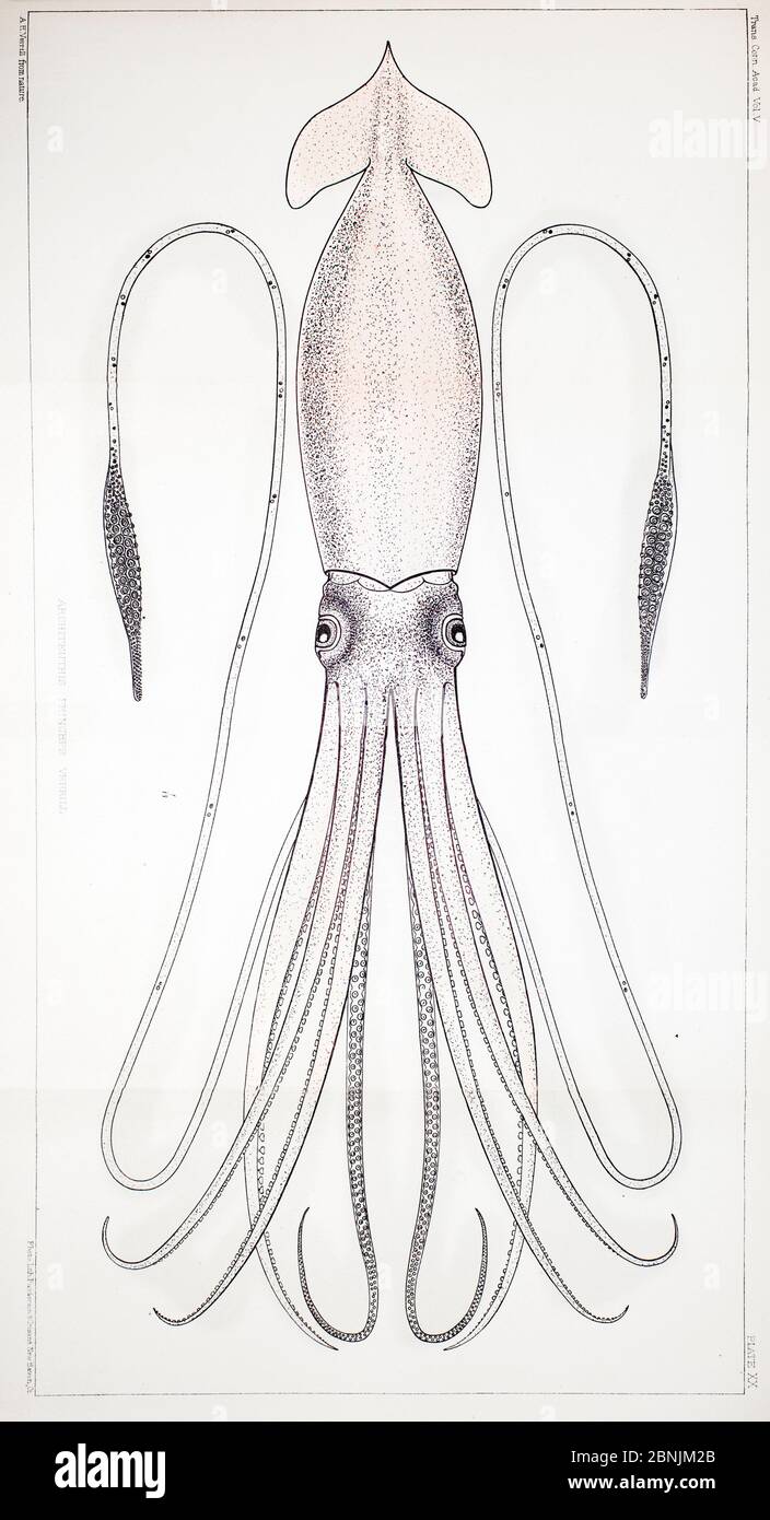 Giant squid (Architeuthis ) illustration in 'The Cephalopods of the North-Eastern Coast of America' by A.E. Verrill, Transactions of the Connecticut A Stock Photo