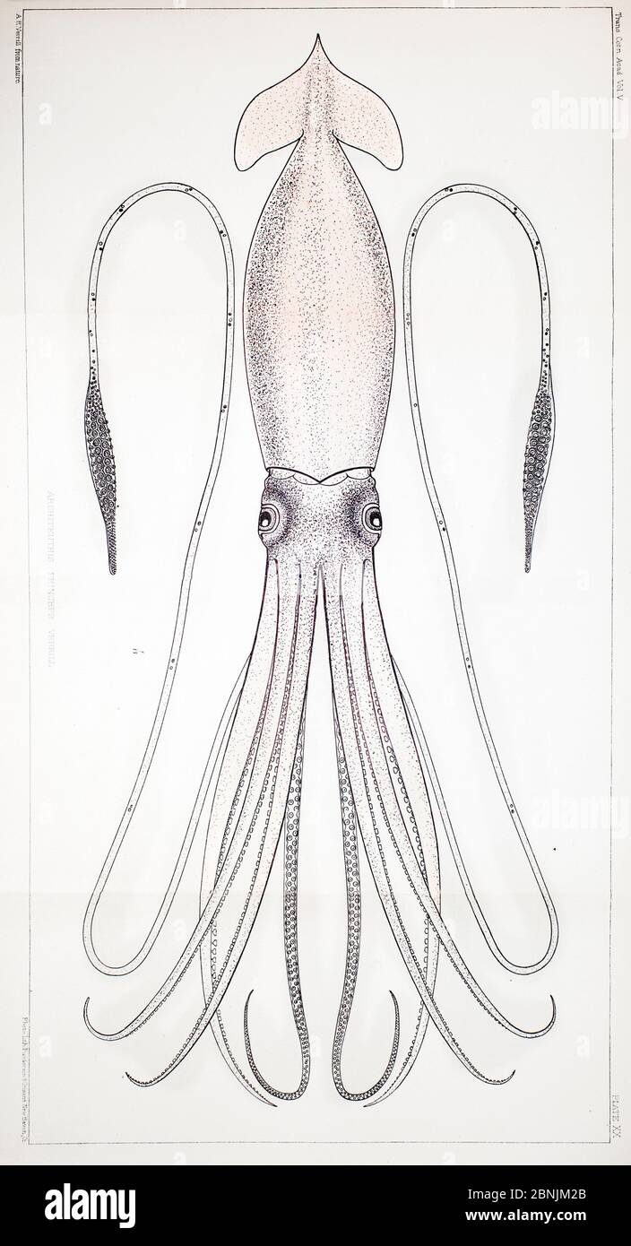 Giant Squid Illustration Giant Squid Swimming Under Water With Light