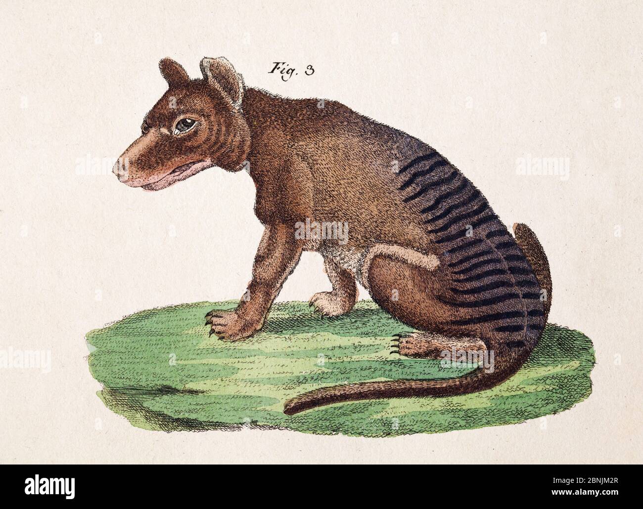Thylacine (Thylacinus cynocephalus) plate from F.J. Beruch 'Bilderbuch fur Kinder' 1821. Stock Photo