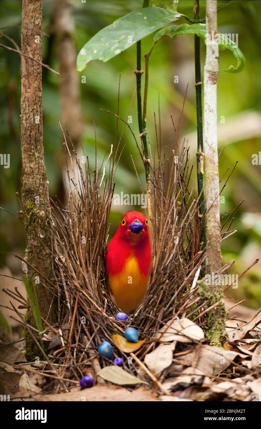 Flame bowerbird (Sericulus aureus) male decorating bower with berries tp attract females, Papua New Guinea. Stock Photo