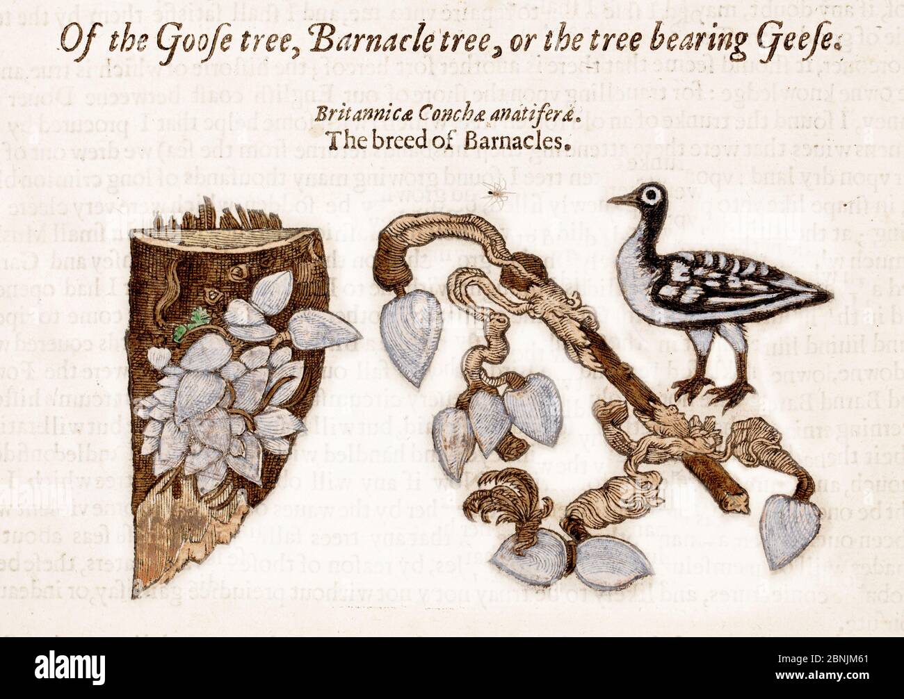 Illustration from John Gerard 'The Herball or General Historie of Plantes' 1597. This image shows the legend that geese were born from barnacles Stock Photo