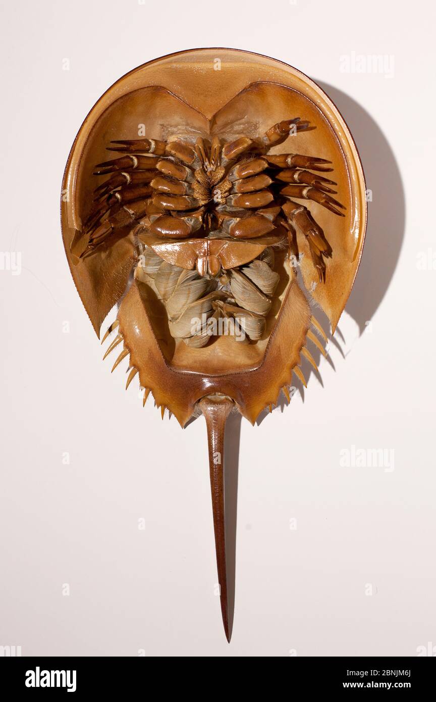 Book gills hires stock photography and images Alamy