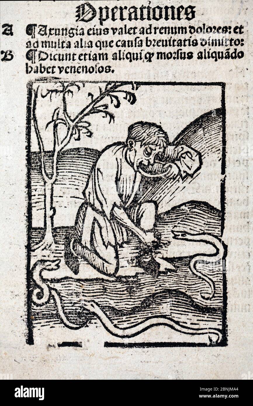 1491 Woodblock illustration of a from Ortus (Hortus) sanitatis - man taking a cure for snake bite. Hortus Sanitatis translates from the Latin as 'Gard Stock Photo