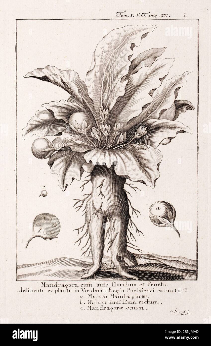 Historical illustration of Mandrake (Mandragora officinarum) flowers and fruits from the Paris Royal Botanic Garden. Engraving by Stumpf, in 'Dictiona Stock Photo