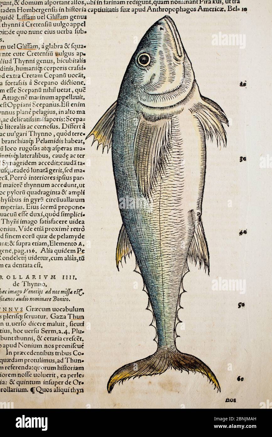 Woodcut of Medditeranean Bluefin Tuna (Thunnus thynnus) by Conrad Gesner Woodcut.  From 'Icones Animalium'  1560. Stock Photo