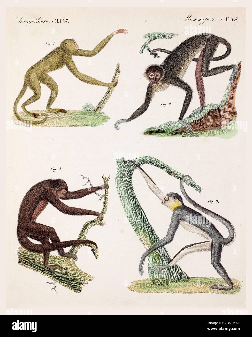 Illustration of four  New World monkeys (Atelidae) Copperplate engraving with contemporary hand colouring from  'Bilderbuch fur Kinder' by F.J. Bertuc Stock Photo